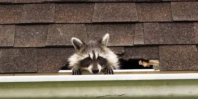 A raccoon staring from a roof - pest control || reliable roofers