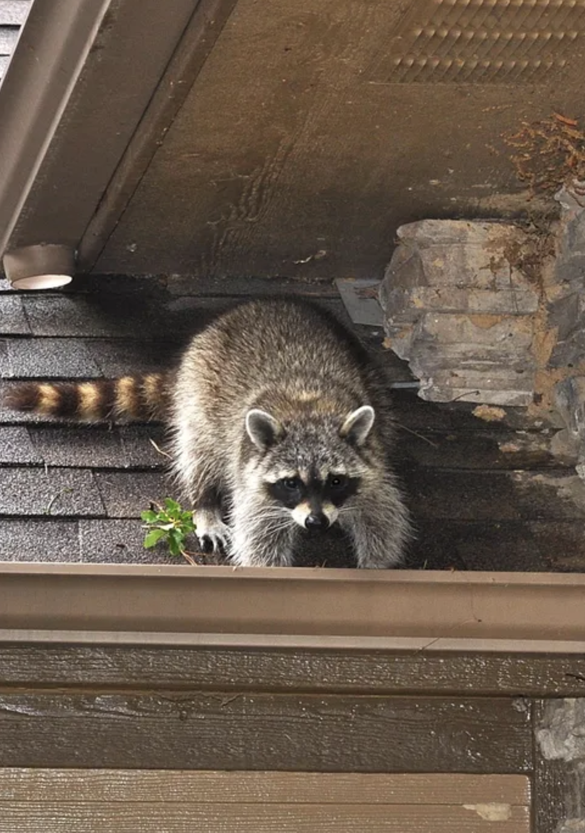Pest control | a raccoon on a roof